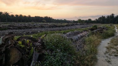 Huzurlu kırsal alanda sabahın erken saatlerinde gökyüzü ve ön planda bitki örtüsü..