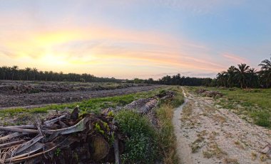 Huzurlu kırsal alanda sabahın erken saatlerinde gökyüzü ve ön planda bitki örtüsü..