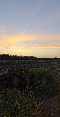 Huzurlu kırsal alanda sabahın erken saatlerinde gökyüzü ve ön planda bitki örtüsü..
