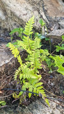 Çalı çayırlarında yetişen güzel eğreltiotu yaprağına bakıyorum..