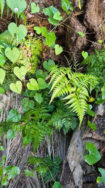 Çalı çayırlarında yetişen güzel eğreltiotu yaprağına bakıyorum..