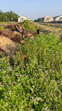 Çayırlarda yetişen Asya kır çiçeklerinin güzel çalıları ve sabah gökyüzü arka planı..