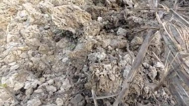 Güzel gündüz çevresi olan saban toprağına bakıyorum..