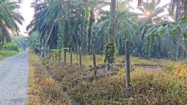 Güneş ışığı uzak plantasyondaki yapraklı palmiye ağaçlarının arasından ışıldıyor..
