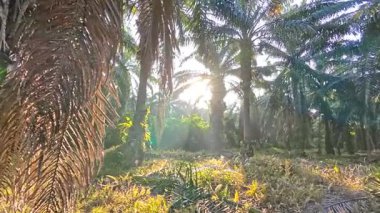 Güneş ışığı uzak plantasyondaki yapraklı palmiye ağaçlarının arasından ışıldıyor..