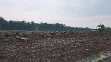 Güzel sisli sabahın erken saatlerinde huzurlu kırsal bölgede gökyüzüne bakıyorum..