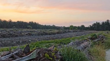 Güzel sisli sabahın erken saatlerinde huzurlu kırsal bölgede gökyüzüne bakıyorum..