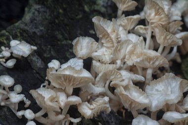 Crepidotus değişkenlerine yakın böbrek şeklindeki mantarlar çürüyen ahşaptan filizleniyor..