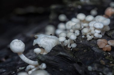 Crepidotus değişkenlerine yakın böbrek şeklindeki mantarlar çürüyen ahşaptan filizleniyor..
