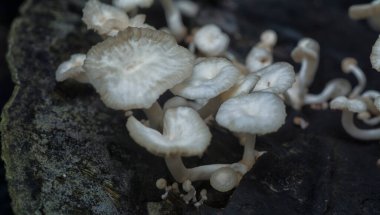Crepidotus değişkenlerine yakın böbrek şeklindeki mantarlar çürüyen ahşaptan filizleniyor..