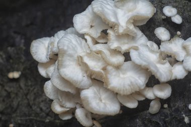 Crepidotus değişkenlerine yakın böbrek şeklindeki mantarlar çürüyen ahşaptan filizleniyor..