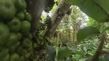 Ağaç gövdesi ve dallarının etrafında filizlenen vahşi filizlerden oluşan fistulosa meyvelerinin görüntüsü..