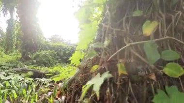 Çiftlikteki aşırı gelişmiş sarmaşıkların tırmanma ve sürünme görüntüleri..