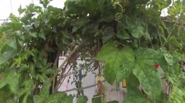 Momordica Cochinchinensis bitkisi sokağın kenarındaki direğin dışındaki sarmaşıklara tırmanıyor..