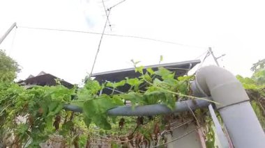 Momordica Cochinchinensis bitkisi sokağın kenarındaki direğin dışındaki sarmaşıklara tırmanıyor..