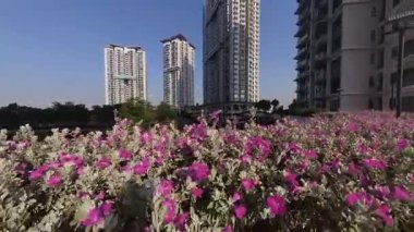 Kuala Lumpur, Malezya. 01,2025 Aralık: İyi bakımlı ve budanmış Leucophyllum frutescens Gökyüzü Apartmanı Bahçesi Puchong Jaya bloğunda her daim yeşil bir çalılık..