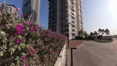 Kuala Lumpur, Malezya. 01,2025 Aralık: İyi bakımlı ve budanmış Leucophyllum frutescens Gökyüzü Apartmanı Bahçesi Puchong Jaya bloğunda her daim yeşil bir çalılık..