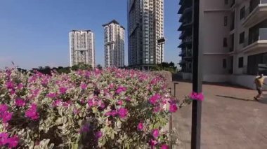 Kuala Lumpur, Malezya. 01,2025 Aralık: İyi bakımlı ve budanmış Leucophyllum frutescens Gökyüzü Apartmanı Bahçesi Puchong Jaya bloğunda her daim yeşil bir çalılık..