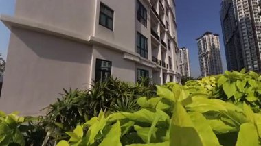 Kuala Lumpur, Malezya. 01,2025 Aralık: İyi bakımlı ve yapraklı Pisonia Alba Kol Banda Ceodes Grandis ağacı, Sky Condominium Garden Park, Puchong Jaya.