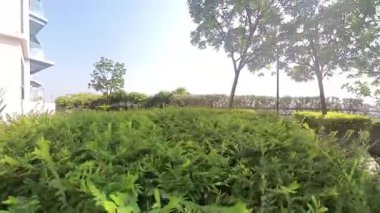 Kuala Lumpur, Malezya. 1 Aralık 2025: Minik yeşil yapraklı Thunberg Spirea otlağı çimenli bitkisini Gökyüzü Apartman Parkı, Puchong Jaya.