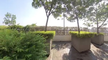 Kuala Lumpur, Malezya. 1 Aralık 2025: Minik yeşil yapraklı Thunberg Spirea otlağı çimenli bitkisini Gökyüzü Apartman Parkı, Puchong Jaya.