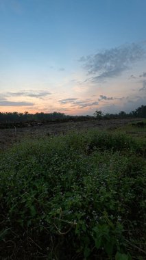 Huzurlu kırsal alanda sabahın erken saatlerinde gökyüzü ve ön planda bitki örtüsü..