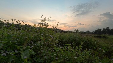 Huzurlu kırsal alanda sabahın erken saatlerinde gökyüzü ve ön planda bitki örtüsü..