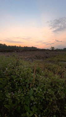 Huzurlu kırsal alanda sabahın erken saatlerinde gökyüzü ve ön planda bitki örtüsü..