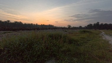Huzurlu kırsal alanda sabahın erken saatlerinde gökyüzü ve ön planda bitki örtüsü..