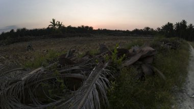 Huzurlu kırsal alanda sabahın erken saatlerinde gökyüzü ve ön planda bitki örtüsü..