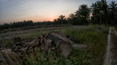 Huzurlu kırsal alanda sabahın erken saatlerinde gökyüzü ve ön planda bitki örtüsü..