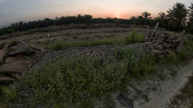 Huzurlu kırsal alanda sabahın erken saatlerinde gökyüzü ve ön planda bitki örtüsü..