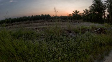 Huzurlu kırsal alanda sabahın erken saatlerinde gökyüzü ve ön planda bitki örtüsü..