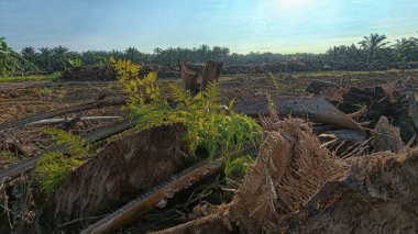 Çayırlarda yetişen yabani otların güzel çalıları ve sabah gökyüzü arka planı..