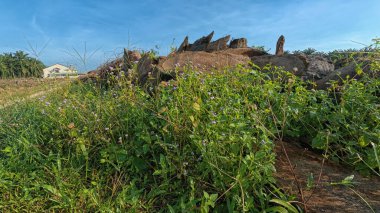 Çayırlarda yetişen yabani otların güzel çalıları ve sabah gökyüzü arka planı..