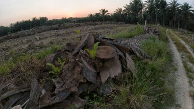 Çayırlarda yetişen yabani otların güzel çalıları ve sabah gökyüzü arka planı..