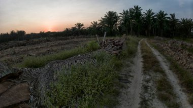 Çayırlarda yetişen yabani otların güzel çalıları ve sabah gökyüzü arka planı..