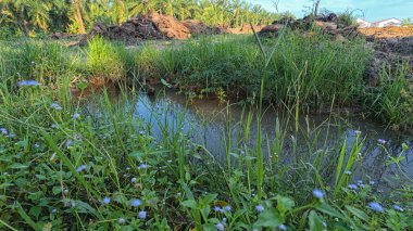 Yağmurdan sonra ekili çevre manzarası.