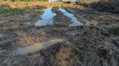 Yağmurdan sonra ekili çevre manzarası.