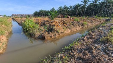Yağmurdan sonra ekili çevre manzarası.