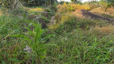 Yağmurdan sonra ekili çevre manzarası.