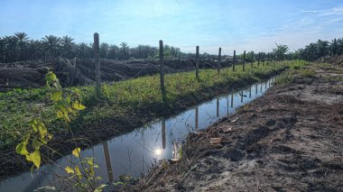 Yağmurdan sonra ekili çevre manzarası.