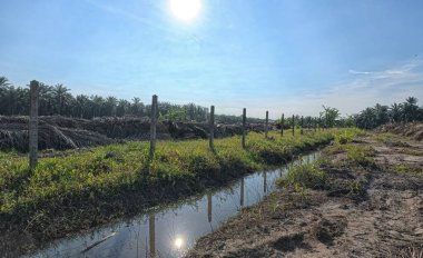 Yağmurdan sonra ekili çevre manzarası.