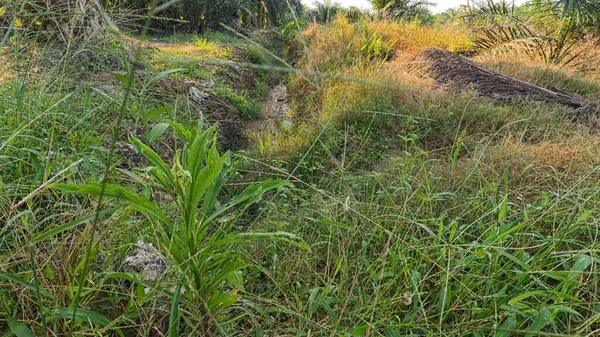 Yağmurdan sonra ekili çevre manzarası.