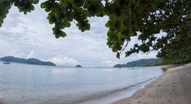 Çevrede veya kumsalda yetişen yapraklı bitkinin Calophyllum inofillum dalları.
