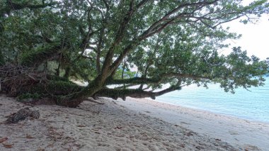 Çevrede veya kumsalda yetişen yapraklı bitkinin Calophyllum inofillum dalları.
