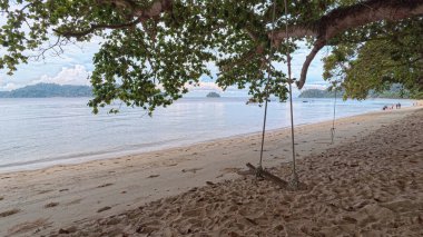 Çevrede veya kumsalda yetişen yapraklı bitkinin Calophyllum inofillum dalları.