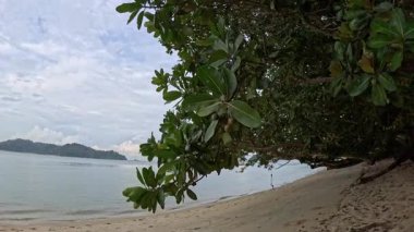 Okyanus dalgalarıyla kumlu sahilde yapraklarla kaplı yeşil yaprakların manzarası..