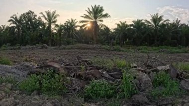 Güneş ışığı, huzurlu kırsal çayırların etrafındaki bitki örtüsünün içinden ışıldıyor..