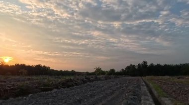 Güneş ışığı, huzurlu kırsal çayırların etrafındaki bitki örtüsünün içinden ışıldıyor..